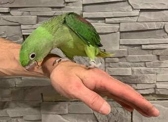 Alexander veľký ručne dokŕmený - 2