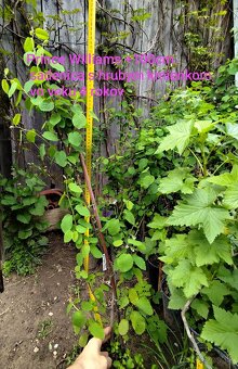 Muchovník - amelanchier - indianska čučoriedka - 2