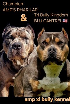 American Bully XL XXL - 2