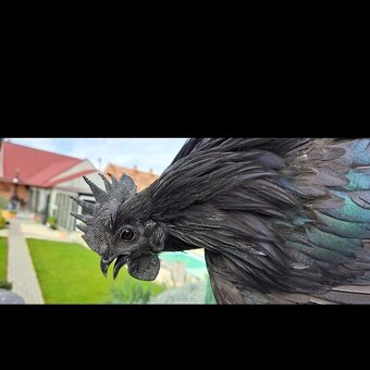 Ayam cemani kuriatka - 2