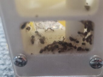 Pheidole Indica - Invazivný Druh - 2