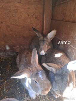 Predám mladej zajace - 2