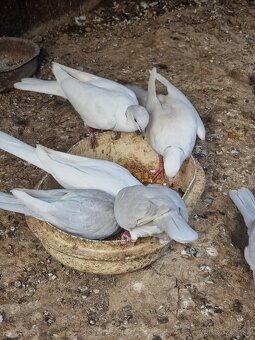 HRDLIČKY CHICHOTAVÉ - 2