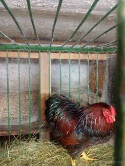 Predam Wyandotky - 2