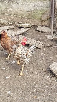 Predám kohútov Green shell. - 2