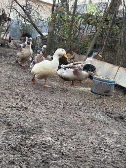 Predam kačky predaj - 2