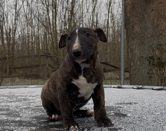 Mini bullterrier - 2