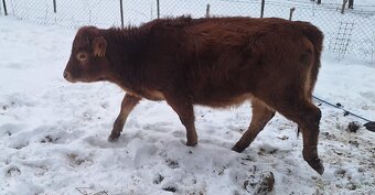 Predam jalovičky - 2