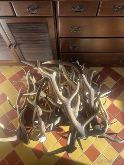 Jelenie parožie - 2