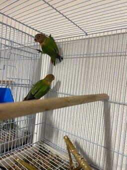 Agapornis ružovohrdlý - 2