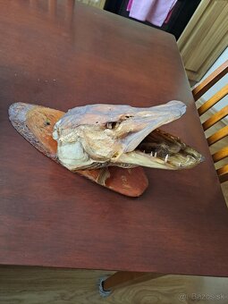 preparovaná šťuka - 2