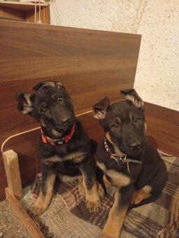 Nemecký ovčiak - 2