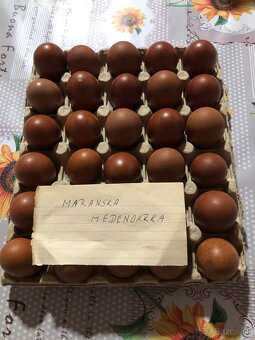 Predám nasadove vajcia - 2