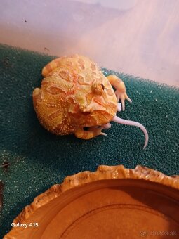 Rohatka cranwelova - 2