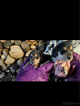 Jazvečik kratkosrsty - 2