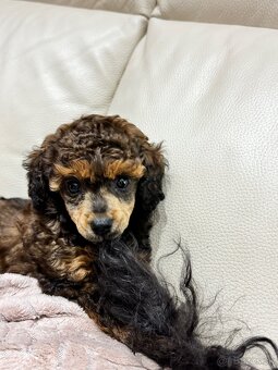 TOY PUDEL - 2
