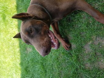 DOBERMAN - 2
