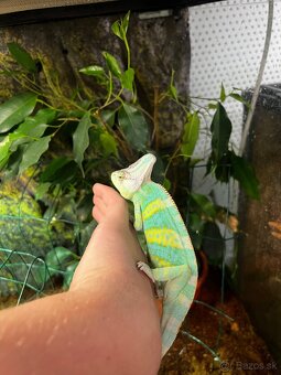Chameleon - 2