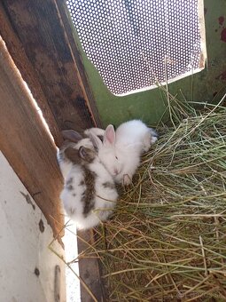 Predám 4 tyždnove kraliky - 2