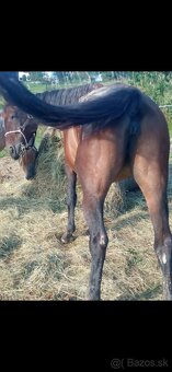 Predám kobylu - 2