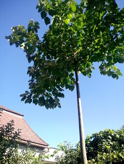 Predám Paulownia - 2
