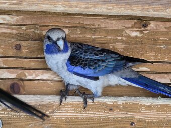 Rozela penantová / penant - 2