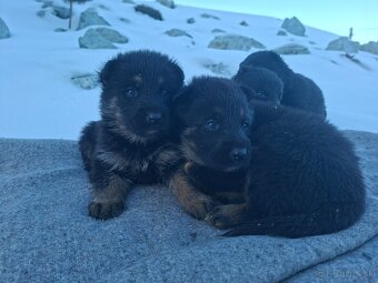 Nemecky ovčiak steniatka - 2