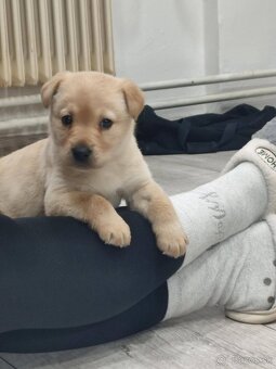 Predám labrador - 2