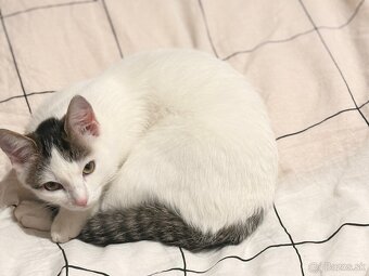 Darujem mačku do dobrých rúk - 2