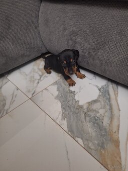 Jazvecik trpaslici-psik - 2