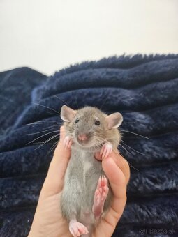 Darujem potkaníky - 2
