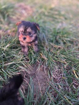 Yorkshirsky terier - 2