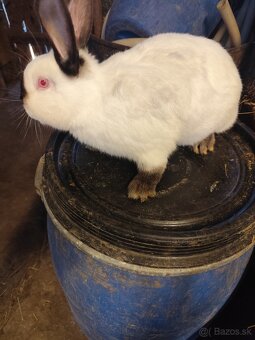 Kalifornský králik - 2
