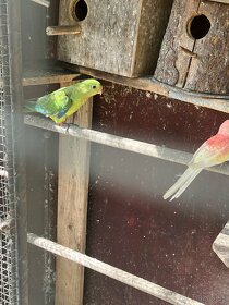 Baraband - papagáj nádherný - 2