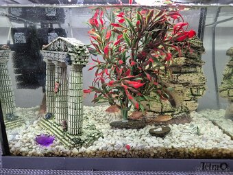 Predam akvarium Tetra - 2