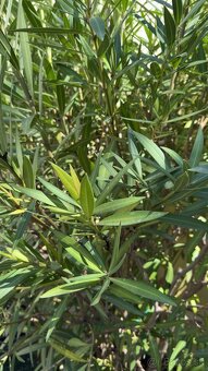 Oleander na kmienku - krása Stredomoria u Vás doma - 2