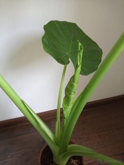 Alocasia macrorrhiza - 2