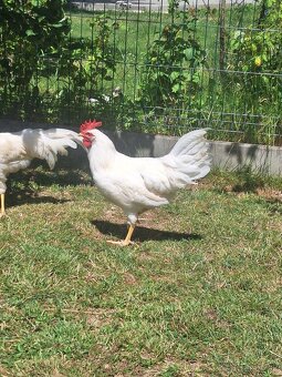 Kohuty leghorn, australorp - 2