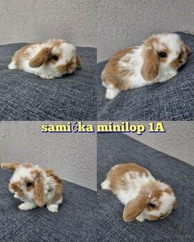 Minilop, zakrsly baranček , zakrsly kralik, zajko - 2