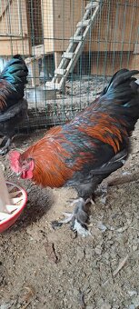 Marans - 2