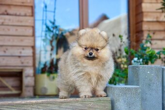 Pomeranian s PP FCI - 2