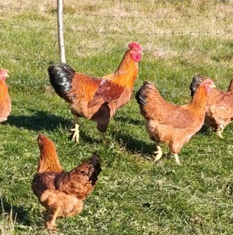 Predám kohúta Hempšir - 2