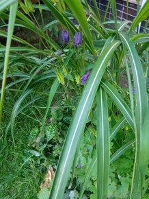 Ozdobná tráva miscanthus giganteus - 2