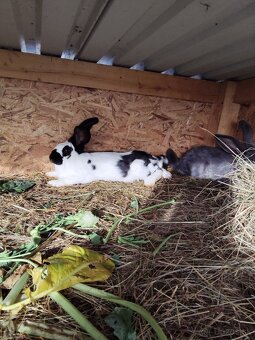 Predám králiky plemená NOS - 2