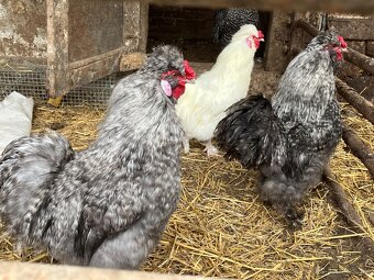 Predám kohúty hodvábničky - 2