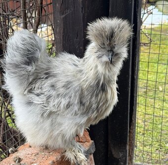 Hodbavnicka Kocinka - 2