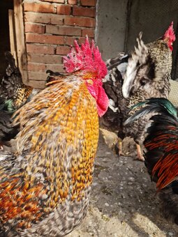 Predám kohútov - 2