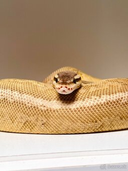 PYTHON REGIUS SAMICE VHODNÉ DO CHOVU ALEBO NA MILÁČIKA - 2