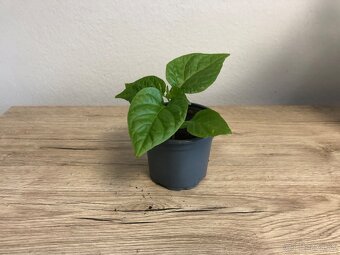 Chilli sadenice - 2