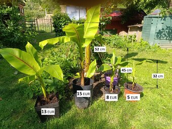 Mrazuvzdorný bananovník-Musa basjoo - 2